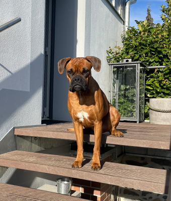 Unser Team - Hund der L&L Service Group GmbH